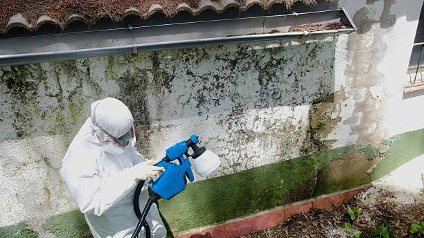 Trusted Mold Remediation service in Coral Springs, FL - Cheap Mold Removal